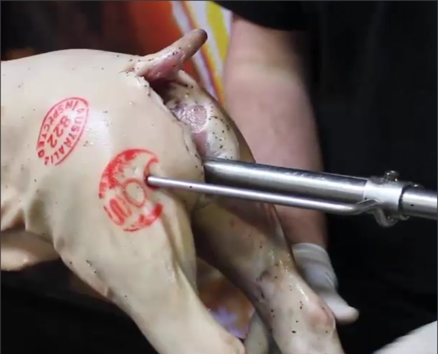 This image shows the rotisserie prongs being inserted to the back of the pig